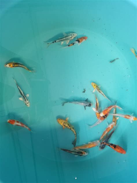 Fish sales near me - Fish are happy and swimming around in my tank as I write this. ... Signup for our newsletter to get notified about sales and new products. Please leave this field empty. Email Address * Free USPS delivery for $199+ Live arrival guaranteed. We are available 24/7. 100% Secure payments ...